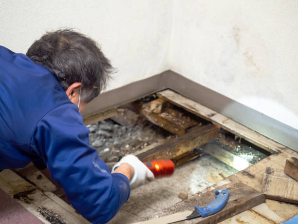 Best Residential Mold Removal  in Highland Lakes, NJ