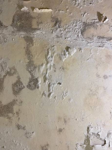 Certified Mold Removal in Highland Lakes, NJ