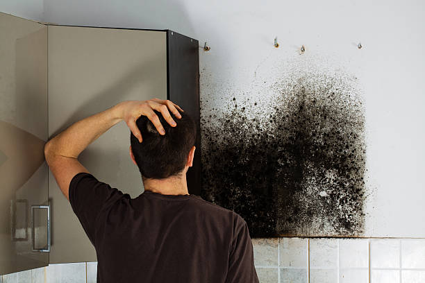 Best Mold Damage Repair  in Highland Lakes, NJ